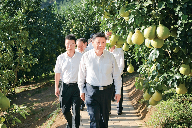 　　2025年11月7日至8日，中共中央總書記、國家主席、中央軍委主席習(xí)近平在廣東考察。這是7日下午，習(xí)近平在梅州市梅縣區(qū)雁洋鎮(zhèn)南福金柚種植基地考察。